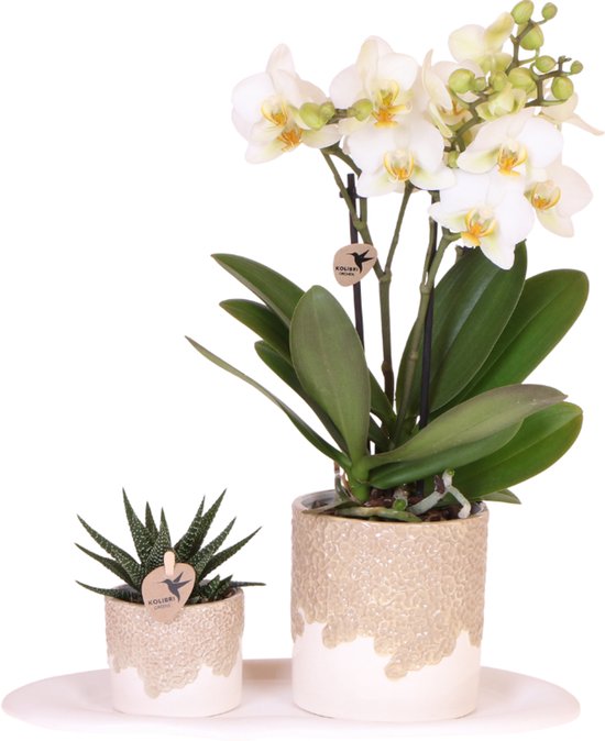 Novelties Kolibri Orchids - OK Plant