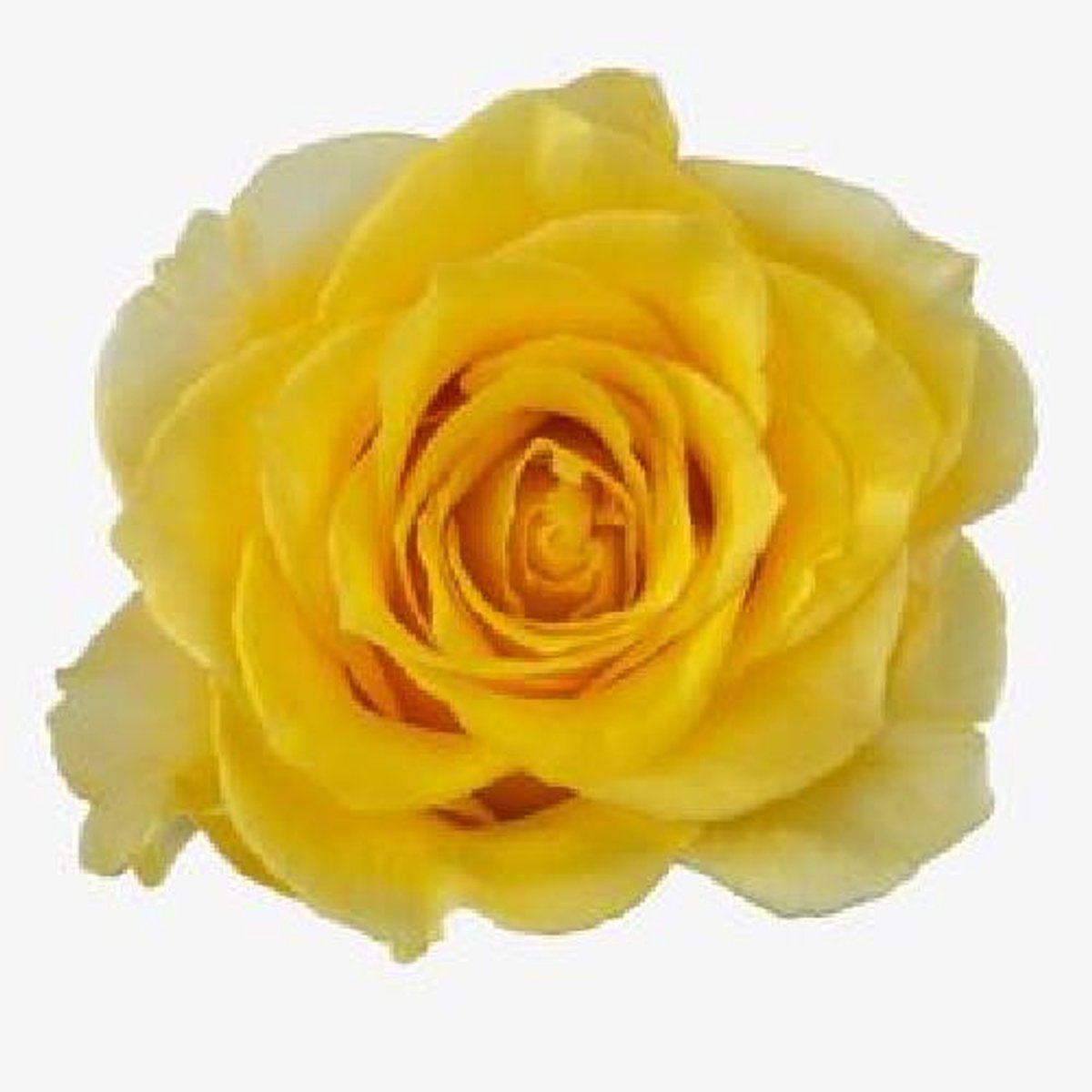 10x Rosa palmares! 80cm