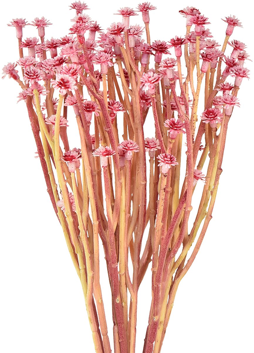 Viana Currykruid Immortelle Kunstroze L28cm 12 stuks 1 bos