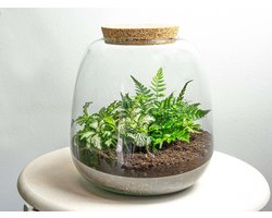 Emma Mini - Fittonia + Varen - Planten Terrarium met kurk - DIY kit - Ecosysteem plant - Ø 19 cm ↑ 20 cm