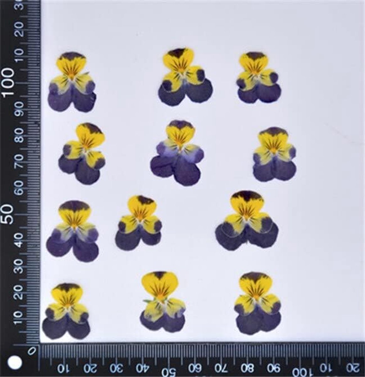Gedroogde Viooltjes - Geperste Bloemen - Sieraden Maken - Natuurlijk Gedroogd - 1-4 cm - Meerkleurig