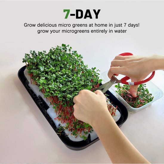 Handen knippen met rode schaar microgreens boven een zwarte kiemschaal. Een bakje met geoogste microgreens ernaast.