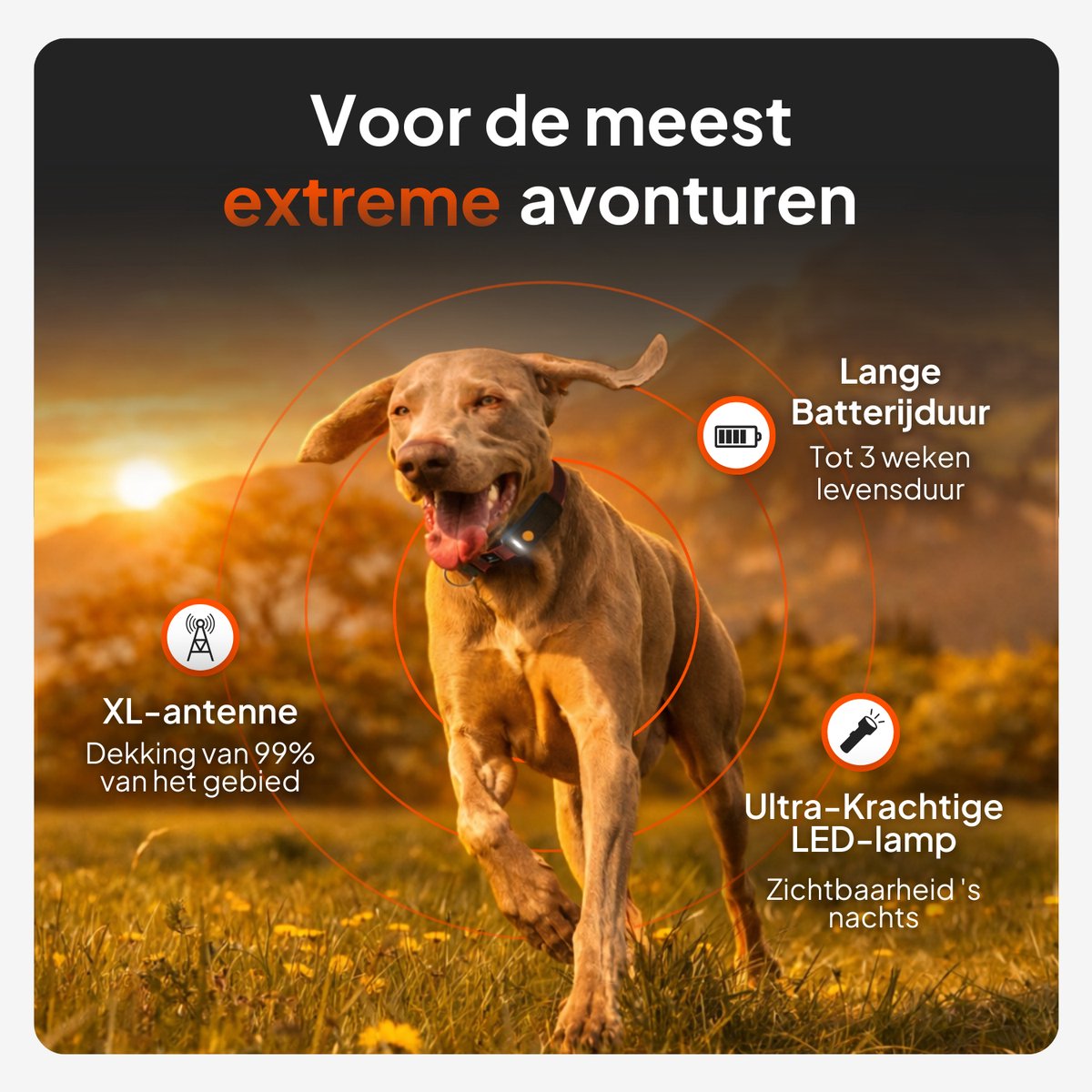 Weenect Dog XT - NIEUWE GPS-tracker voor honden zonder halsband | Waterdicht | XL-antenne | Onbeperkt bereik | Levenslange garantie | Abonnement vereist thumbnail 6