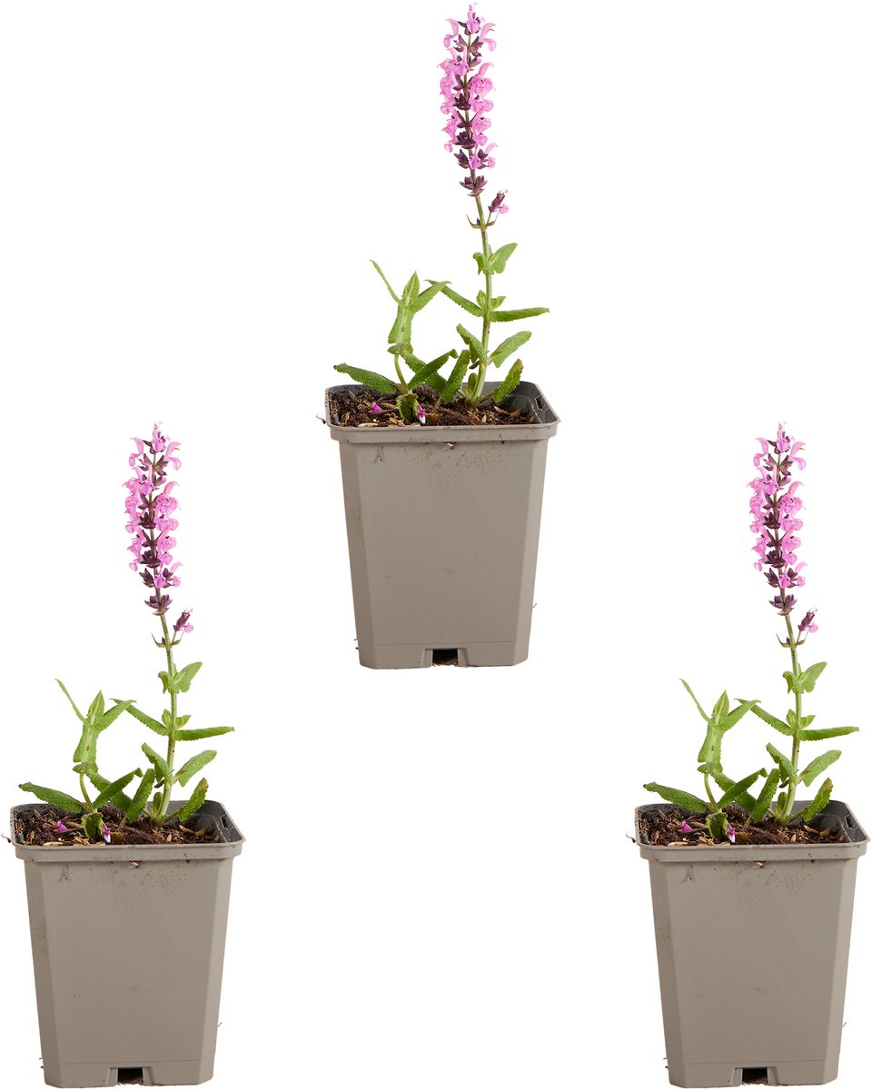 Bloomique - Set van 3 - Salvia Sensation Deep Rose - Salie - Roze bloeiend - Winterhard - Vaste Plant - Bijvriendelijk - 10-20cm Hoog - Pot 9cm