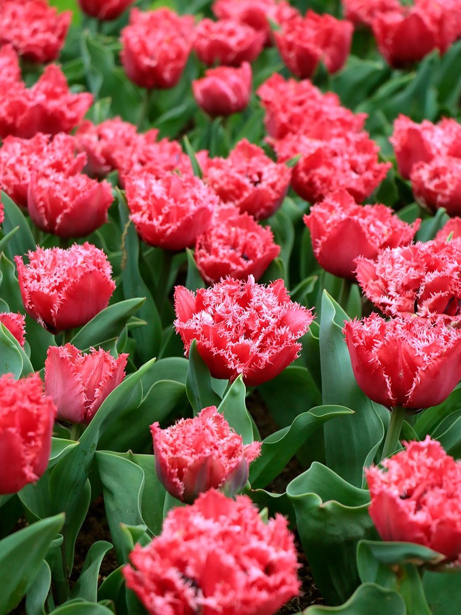 15x Tulpen 'Bendigo' - BULBi® Bloembollen met bloeigarantie