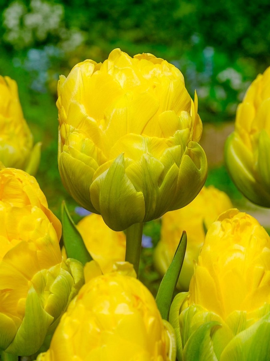 15x Tulpen 'Vanilla coup' - BULBi® Bloembollen met bloeigarantie