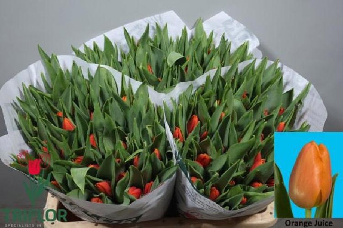 50x Tulipa titan en 40cm