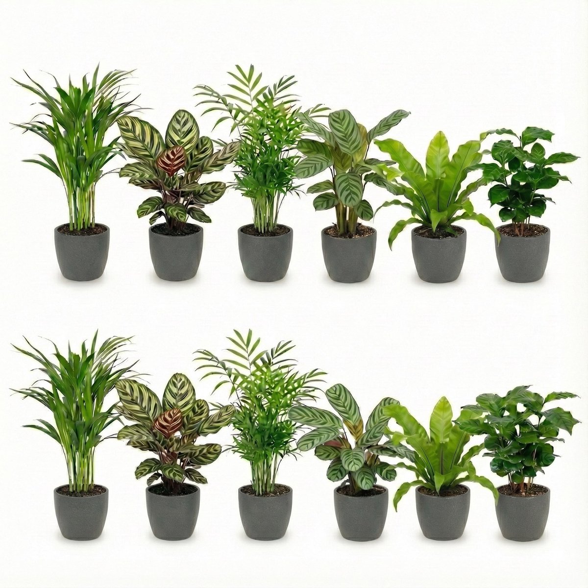 vdvelde.com - Kamerplanten set 12 stuks met antraciet pot - Luchtzuiverende planten onderhoudsvriendelijk - Moderne groene planten voor thuis & kantoor - Huisdiervriendelijk - Ø12 cm, ca. 30-40 cm