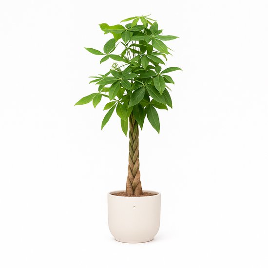 Pachira Aquatica | Geldboomplant
