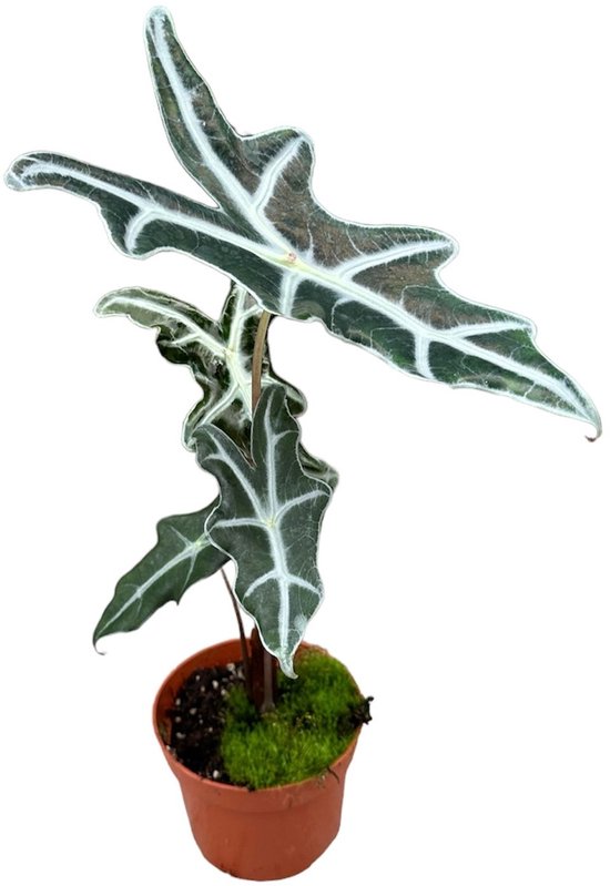Alocasia Nobilis Kamerplant Potmaat Ø10,5 cm |Vers Van De Kweker