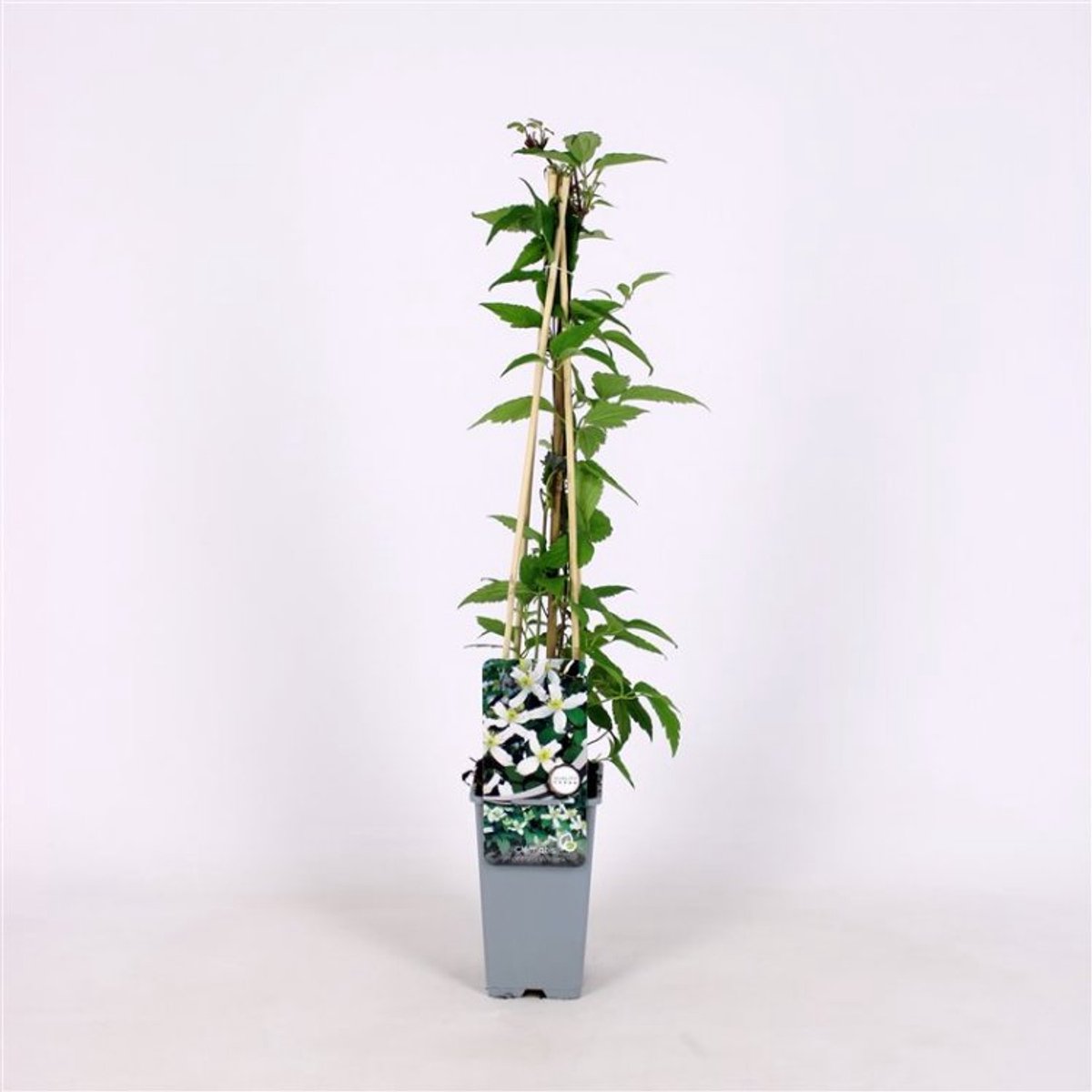 Plantes de jardin - Un ensemble 3 - Clematis montana wilsonii - (2L) 60-70 cm