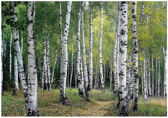 WALLARENA - Fotobehang - 250x175 cm - 3D beukenbos bomen slaapkamer woonkamer vliesbehang