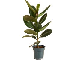 Bloomique - Ficus Elastica Robusta - Rubberboom - Rubberplant - Kamerplanten - Luchtzuiverend - Zeer Gemakkelijk te Verzorgen - Hoogte 50-60 cm - Pot 17 cm