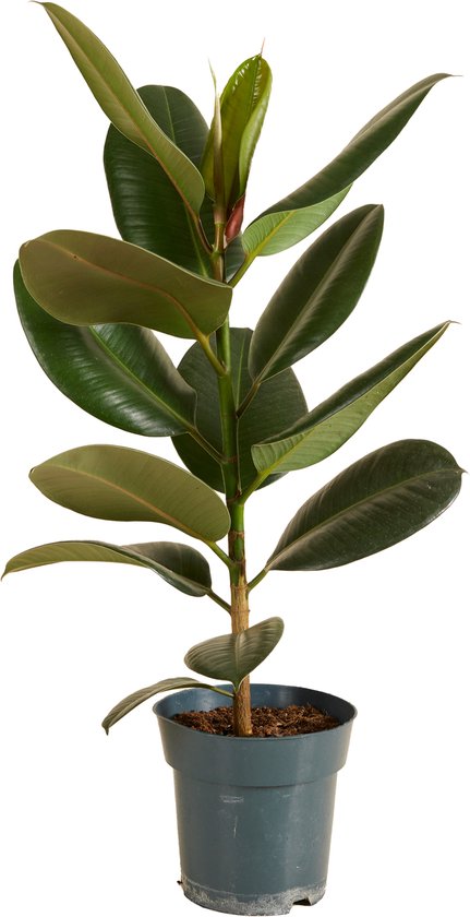 Bloomique - Ficus Elastica Robusta - Rubberboom - Rubberplant - Kamerplanten - Luchtzuiverend - Zeer Gemakkelijk te Verzorgen - Hoogte 50-60 cm - Pot 17 cm