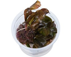 Echinodorus Reni 100cc InVitro - Aquariumplant in cup - Aquarium decoratie- Moerings