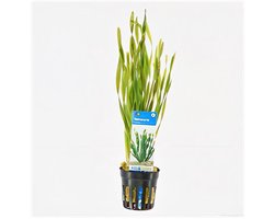 Moerings Vallisneria Torta | Kleine Schroefvallisneria | in 5 cm pot