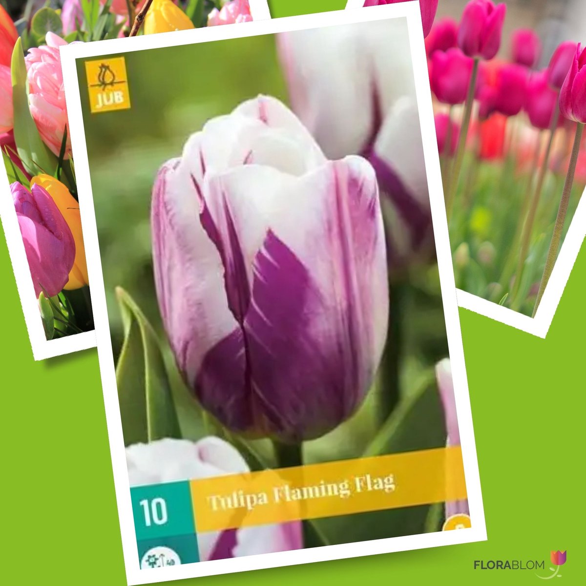 Triomftulp (Tulipa triumph) - Tulp Flaming Flag - Tulipa - Snijbloemen - bloeit in April / Mei
