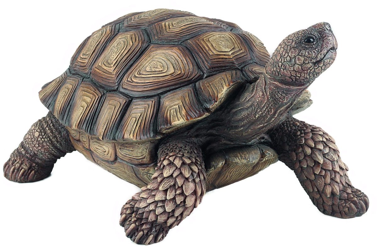 Grote Galapagos schildpad