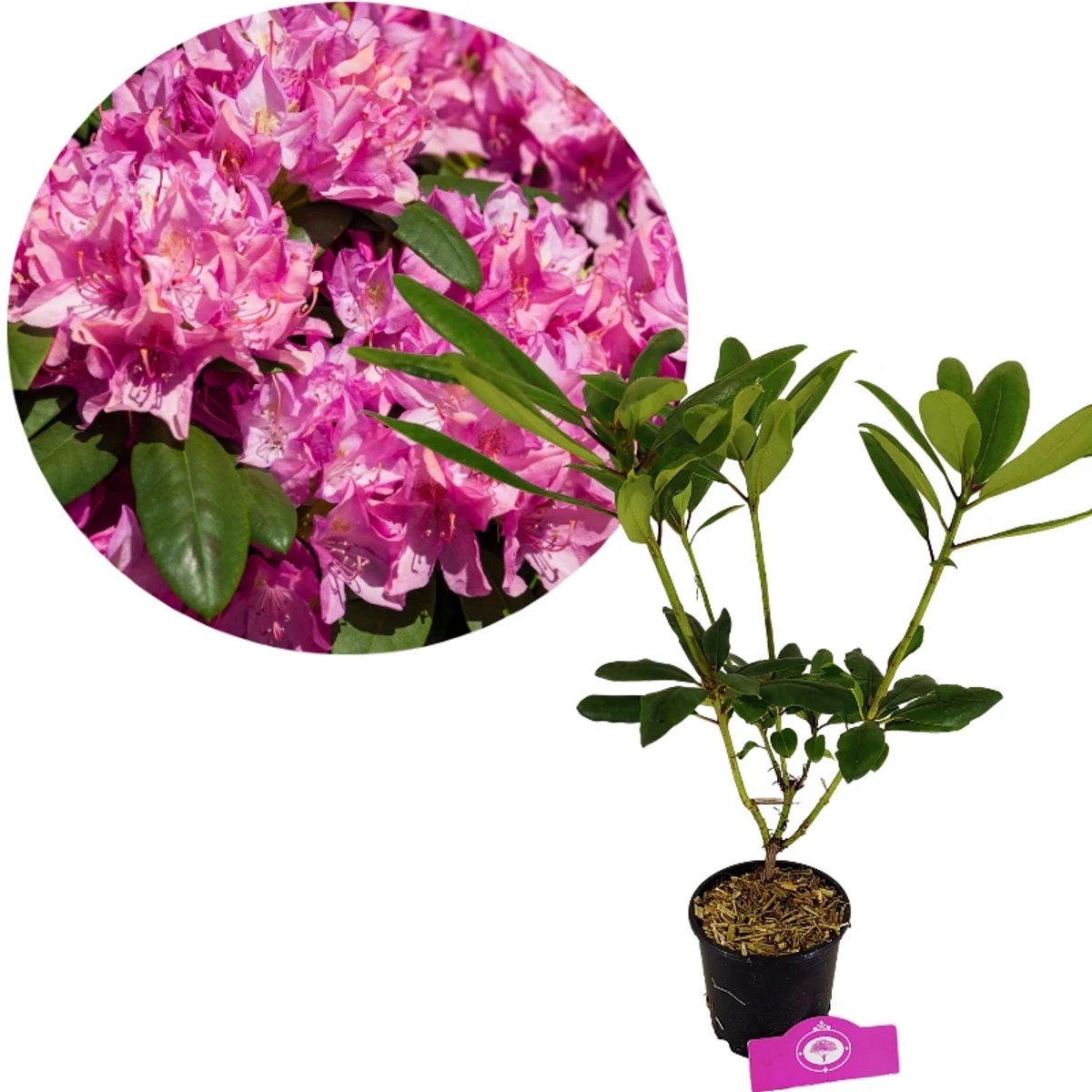 Rhododendron