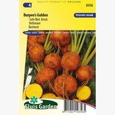 Sluis Garden - Beetroot jaune Burpee's Golden