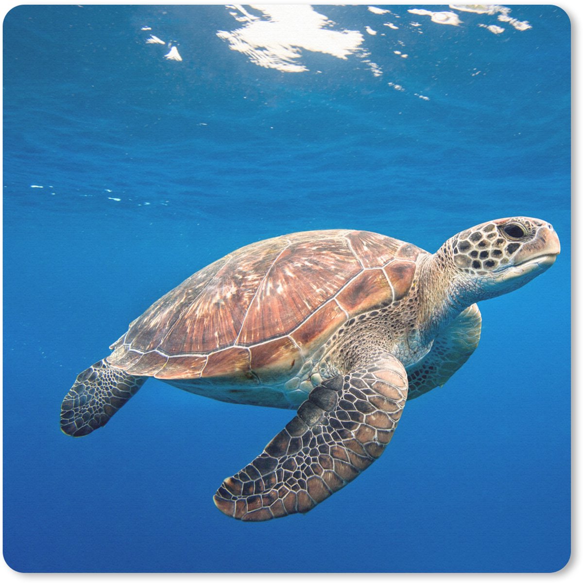 Muismat 20x20 cm - Mousepad Schildpad in de oceaan - Muismatten