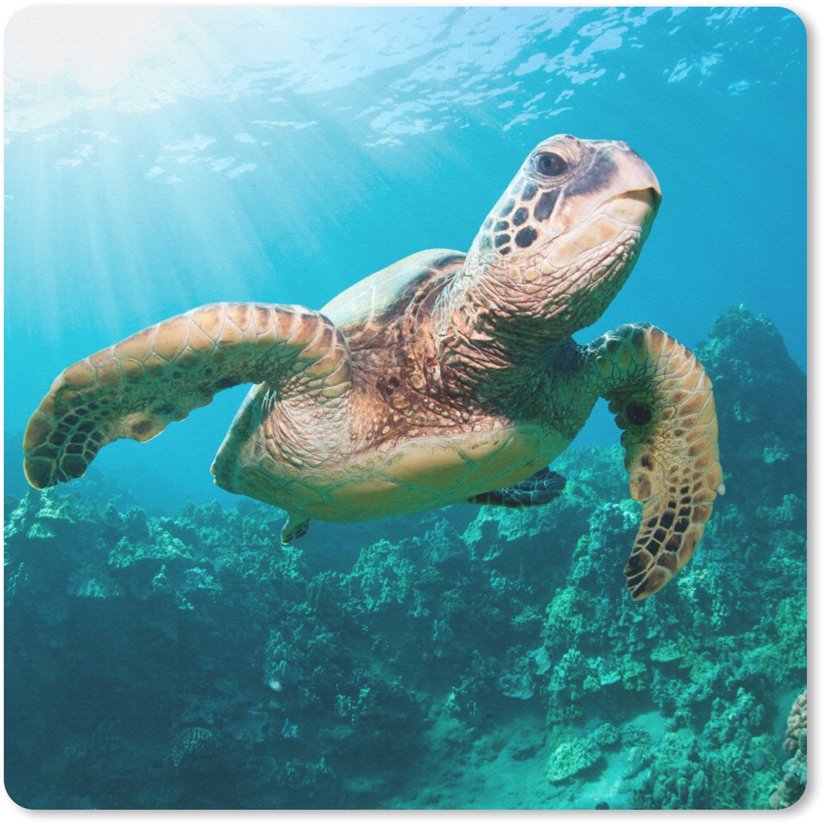 Muismat 20x20 cm - Mousepad Zwemmende schildpad fotoafdruk - Muismatten