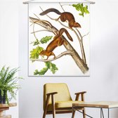 Wandkleed-XL Eekhoorns van John James Audubon