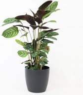 Calathea 'Makoyana' - Incl. ELHO Brussels Sierpot Antraciet - ↑ 80-90cm - Ø 17cm