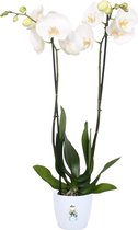 Orchidee Phalaenopsis 'White World' - Vlinderorchidee wit - Incl. witte sierpot ↑ 60-70cm - Ø 12cm