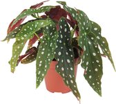 Set van 2 begonia maculata | Bladbegonia | Stippenplant ↑ 20-25cm - Ø 12cm