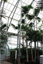 Areca catechu - Betelpalm 890-900cm