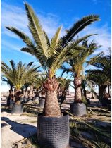 Phoenix canariensis - Canarische Dadelpalm 500-700cm - Kale stam