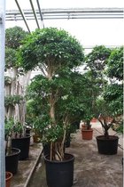 Ficus 'Nitida' 290-350cm - 350 cm Ficus bonsai pot maat 70 cm