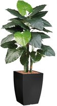 HTT - Kunstplant Philodendron in Genesis vierkant antraciet H150 cm