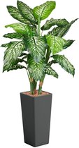 HTT - Kunstplant Dieffenbachia in Clou vierkant antraciet H175 cm