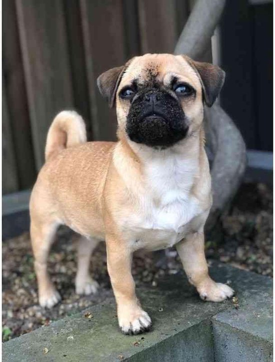 Peinture au Diamond - Carlin comme modèle - Fabriqué aux Nederland - 30 x 40 cm - matière dibond - pierres carrées + stylo de luxe offert d'une valeur de 12,99