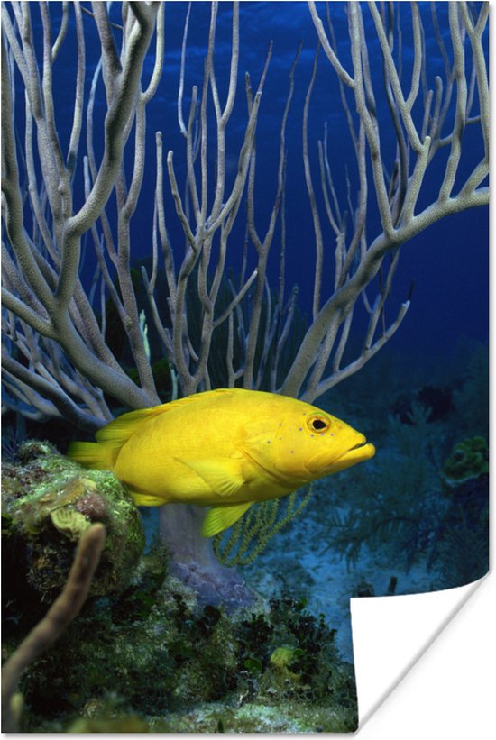 Gele kegelvis bij het rif Poster 120x180 cm - Foto print op Poster (wanddecoratie woonkamer / slaapkamer) XXL / Groot formaat!