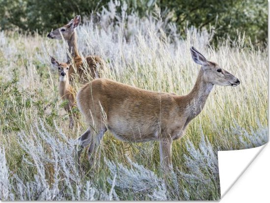 Affiche Animaux - Cerf - Ammophile - 160x120 cm XXL