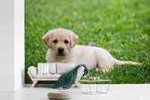 Behang - Fotobehang Labrador Puppy in gras - Breedte 330 cm x hoogte 220 cm