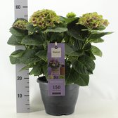 Bloem van Botanicly – Hortensia – Hoogte: 60 cm – Hydrangea macrophylla Magical Amethyst