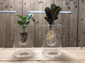Kamerplanten van Botanicly – 2 × Ctenanthe incl. designe glas als set – Hoogte: 20 cm – Ctenanthe Burle Marxii