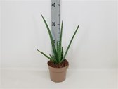 Kamerplant van Botanicly – Aloe Vera – Hoogte: 35 cm