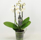 Orchidee van Botanicly – Vlinder orchidee – Hoogte: 45 cm, 3 takken – Phalaenopsis Multiflora White Affair