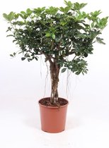 Kamerplant van Botanicly – Vingerboom – Hoogte: 120 cm – Schefflera arb. Compacta