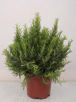 Kruid van Botanicly – Rozemarijn – Hoogte: 50 cm – Rosmarinus officinalis