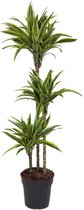 Kamerplant van Botanicly – Drakenboom – Hoogte: 110 cm – Dracaena derem. Lemon Lime