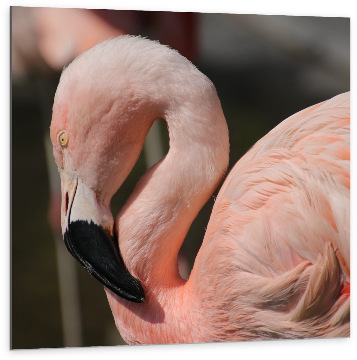 KuijsFotoprint Dibond - Flamingo met Gebogen Nek - 100x100cm Foto op Aluminium (Met Ophangsysteem) Roze