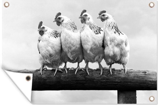 Tuindecoratie Vier kippen op een hek - zwart wit - 60x40 cm - Tuinposter - Tuindoek - Buitenposter