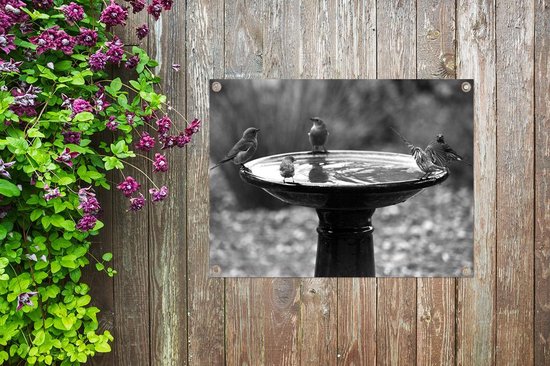 Tableau de jardin Différentes espèces d'oiseaux partageant un bain d'oiseaux - noir et blanc - 80x60 cm - Affiche de jardin