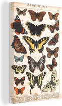 Canvas Schilderij Vlinders - Antiek - Insecten - Tekening - 60x90 cm - Wanddecoratie